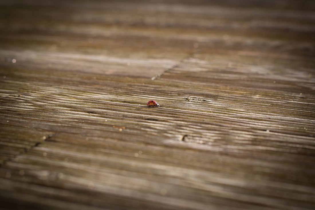 Revêtement de terrasse en bois